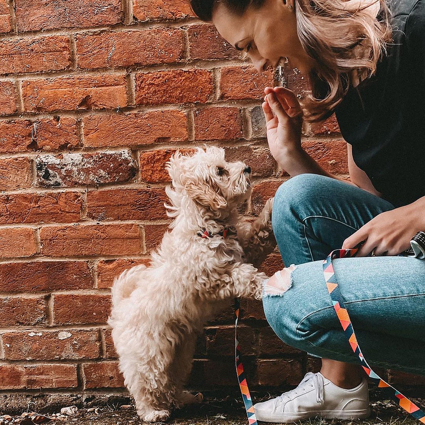 Geometric Collar, Lead, Harness