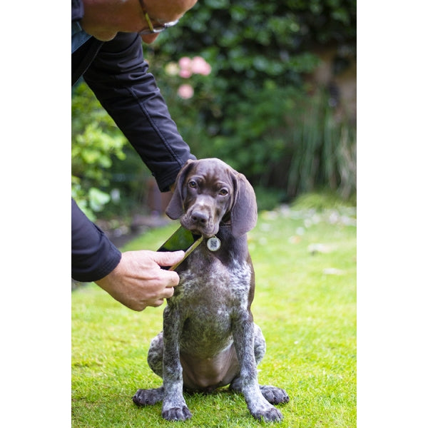 Dog sitting on grass with a person holding a green object