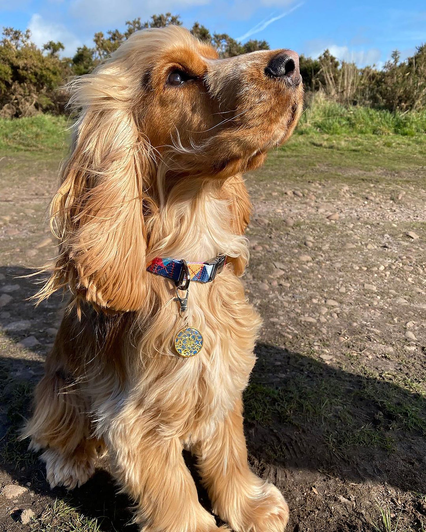 Geometric Collar, Lead, Harness