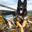 Hairy Cow Ears 3pk- Natural Dog Treat