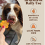 Pumpkin Powder Supplement For Dogs