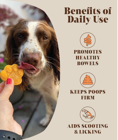 Pumpkin Powder Supplement For Dogs