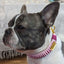 Make Your Own Dog Collar & Friendship Bracelet Craft Kit - PINK