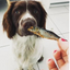 Dried Whole Baltic Sprats 200g -Natural Dog Treats