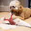 Greg Gonk Festive Plush Dog Toy