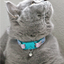 KITTYRAMA PEARL 'DO NOT FEED' CAT COLLAR - Quick Release, Breakaway, Hypoallergenic