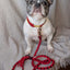 Make Your Own Dog Lead Craft Kit - Valentine's Day Heart Pattern