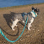 Make Your Own Dog Lead Craft Kit - MINT