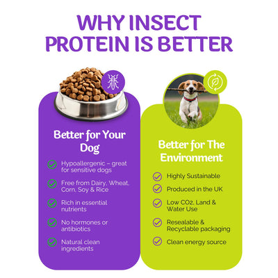 Promotional graphic about insect protein for dogs, highlighting benefits for both pets and the environment.