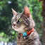 KITTYRAMA SAFFRON CAT COLLAR - Quick Release, Breakaway, Hypoallergenic