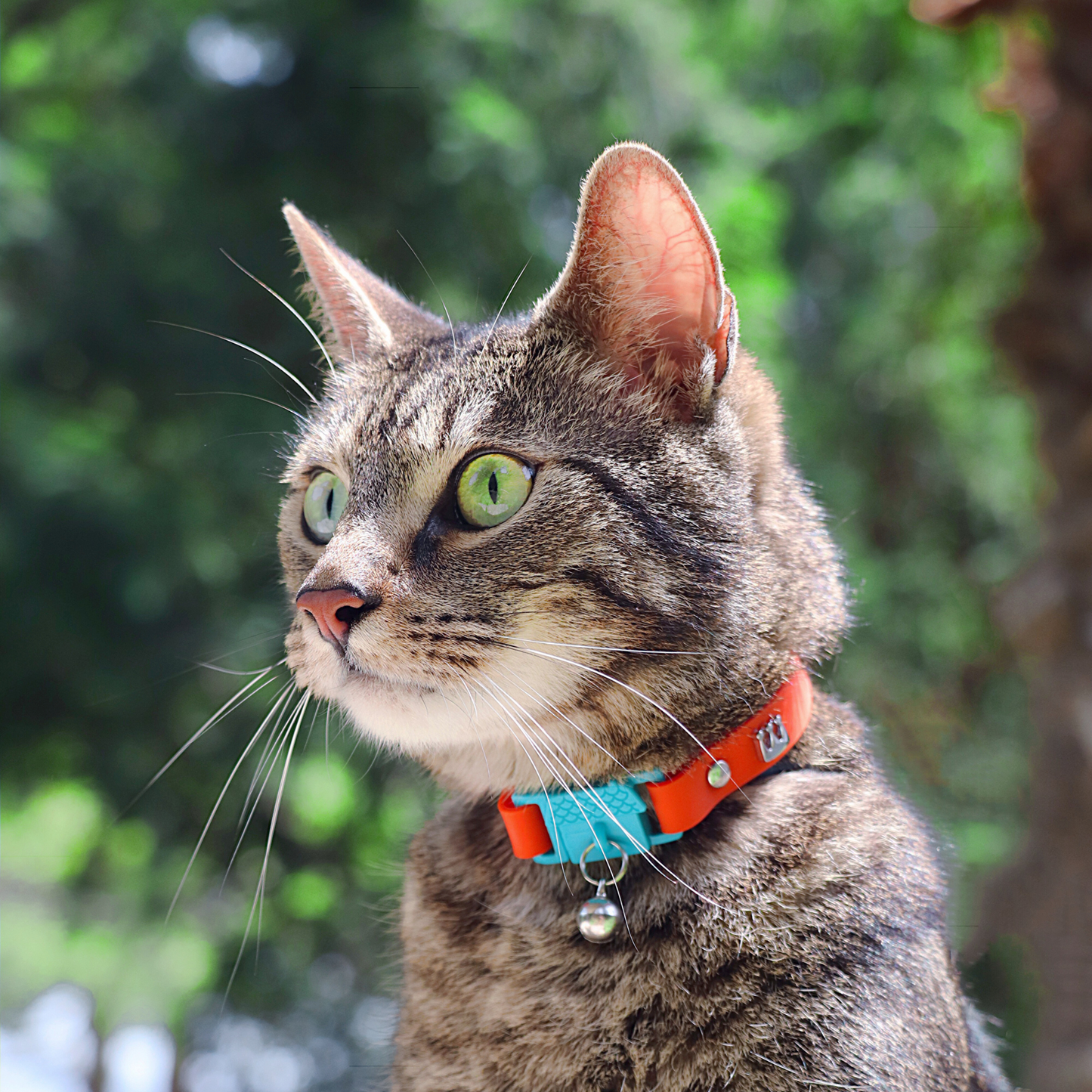 KITTYRAMA SAFFRON CAT COLLAR - Quick Release, Breakaway, Hypoallergenic