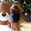 Cupid & Comet Christmas Eve Gift Box for Dogs