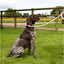Dog on a leash sitting in a grassy area with a fence and field in the background