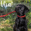 Viva Rope Slip Lead 150cm x 0.8cm