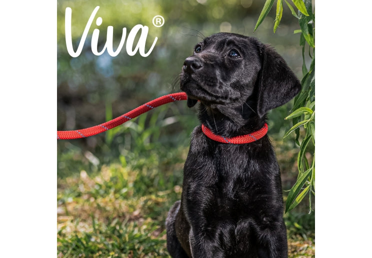 Viva Rope Slip Lead 150cm x 0.8cm