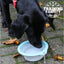 Ancol Collapsible Travel Bowl – Medium | Portable Dog Water & Food Bowl