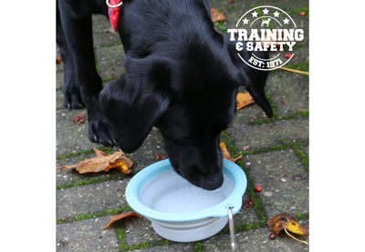 Ancol Collapsible Travel Bowl – Medium | Portable Dog Water & Food Bowl