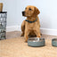 Dog sitting on a rug with two metal bowls in front of it.