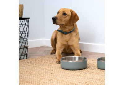 Dog sitting on a rug with two metal bowls in front of it.