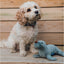 Small dog sitting next to a toy seal on a wooden deck