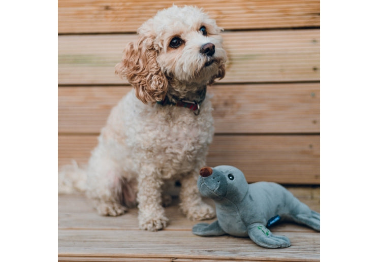 Small dog sitting next to a toy seal on a wooden deck