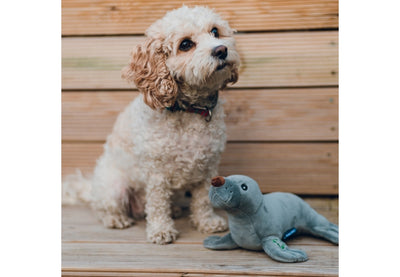 Small dog sitting next to a toy seal on a wooden deck