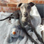 Gray dog sitting on a blanket with a toy next to it, against a brick wall.