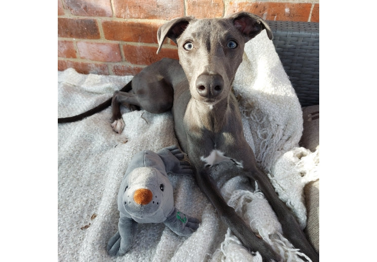 Gray dog sitting on a blanket with a toy next to it, against a brick wall.