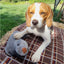 Dog lying on a plaid blanket with a plush toy, outdoors.