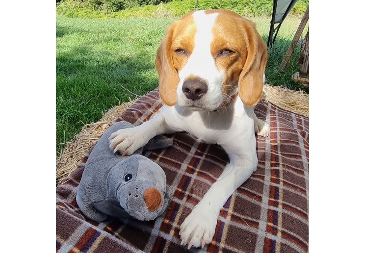 Dog lying on a plaid blanket with a plush toy, outdoors.