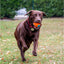 Ancol Playtime Chase tough rubber dog ball in bright colours designed for fetch and energetic play