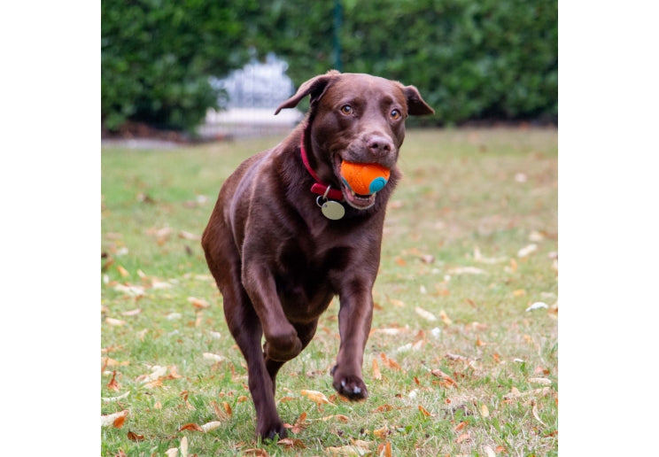 Ancol Playtime Chase tough rubber dog ball in bright colours designed for fetch and energetic play
