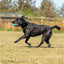 Black dog running on grass with a blue ball in its mouth