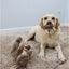 Dog playing with a plush toy on a carpeted floor.