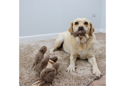 Dog playing with a plush toy on a carpeted floor.