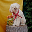 BARK Rowdy Ruckus Rucksack Dog Toy – Plush Treat Hide & Seek Backpack with Squeaker