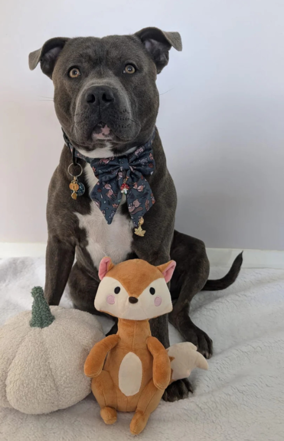 Pup Chic Autumn Wonderland Dog Toys