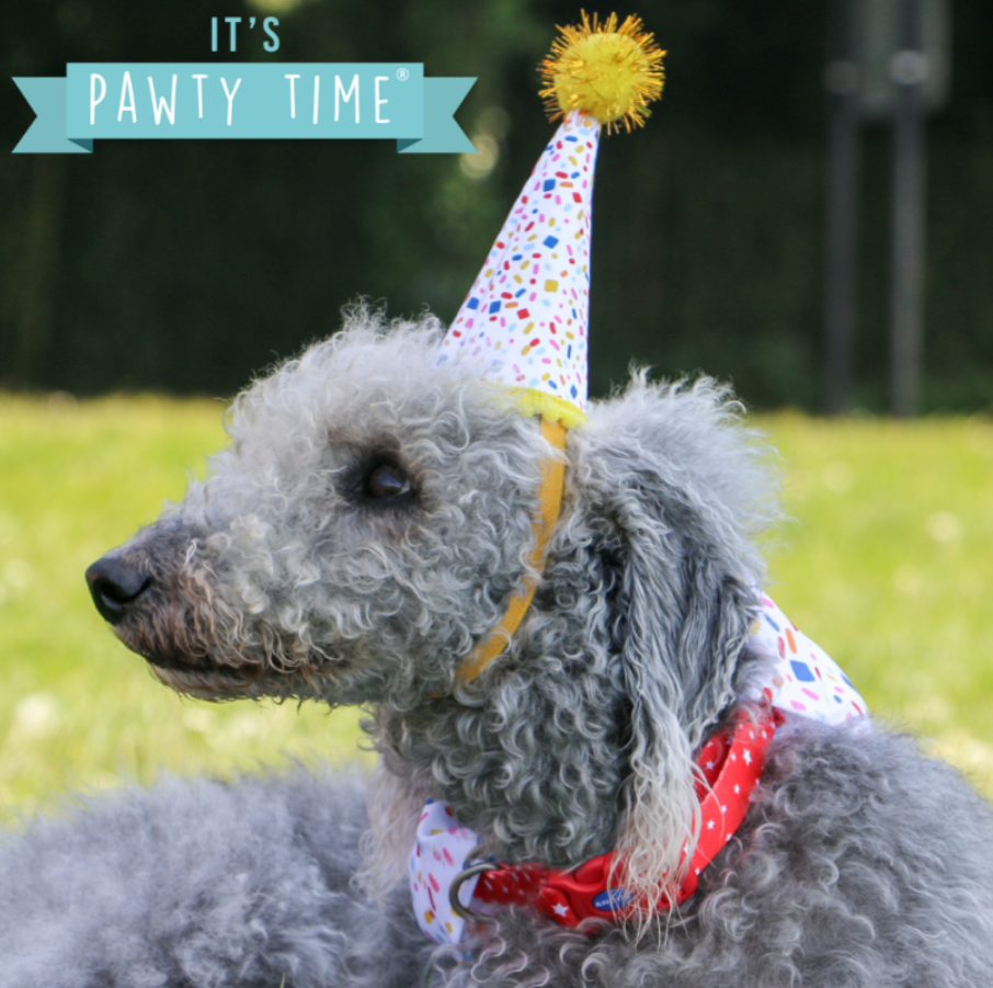 Ancol Pawty Collection - Dog Hat & Bandana