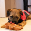 Cupid & Comet Christmas Eve Gift Box for Dogs