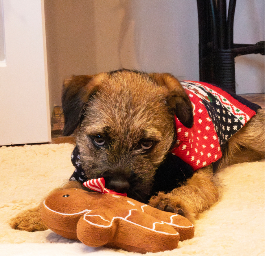 Cupid & Comet Christmas Eve Gift Box for Dogs