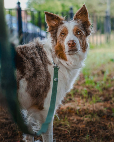 Twiggy Tags Tidal Waterproof Dog Lead – Fern.