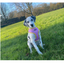 Pup Chic - Sprinkles For Days Range - Harnesses, Collars Leads etc