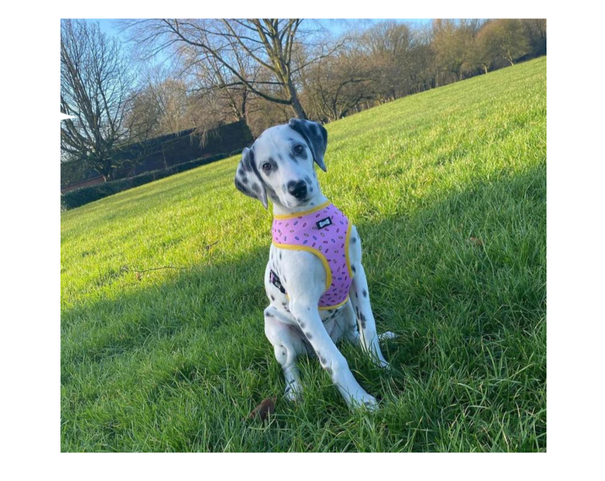 Pup Chic - Sprinkles For Days Range - Harnesses, Collars Leads etc