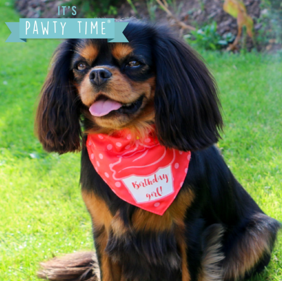 Ancol Pawty Collection - Dog Hat & Bandana