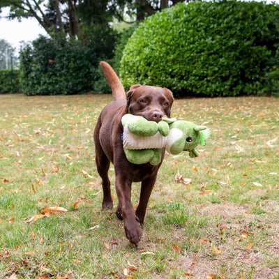 Ancol Playtime Cuddle dragon dog toy with squeak and crinkle