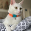 KITTYRAMA TANGERINE CAT COLLAR - Quick Release, Breakaway, Hypoallergenic