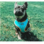 Pup Chic - Sprinkles For Days Range - Harnesses, Collars Leads etc