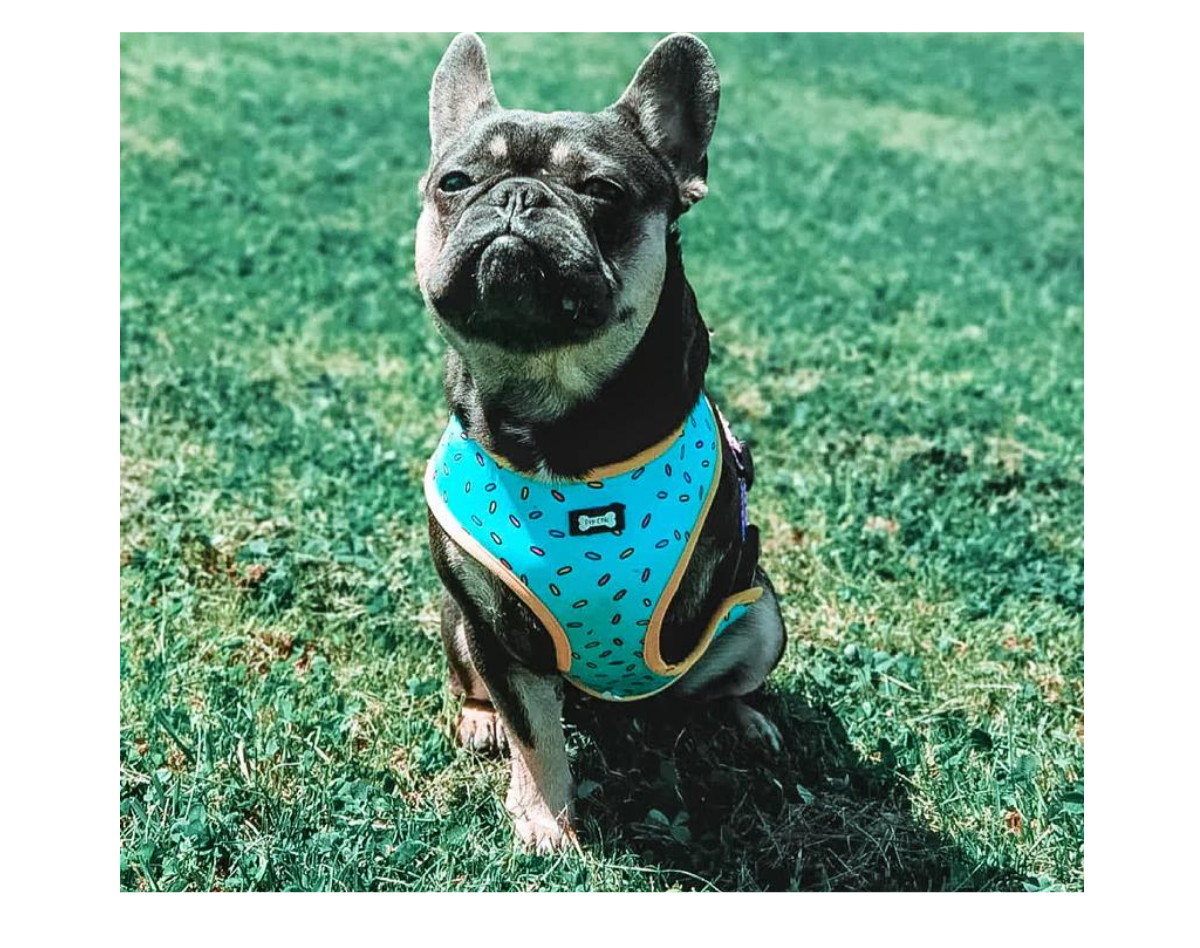 Pup Chic - Sprinkles For Days Range - Harnesses, Collars Leads etc