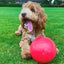 Company of Animals Boomer Ball 6 Inch Dog Toy