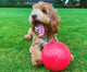 Company of Animals Boomer Ball 6 Inch Dog Toy.
